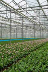 Greenhouse with curcuma alismatifolia