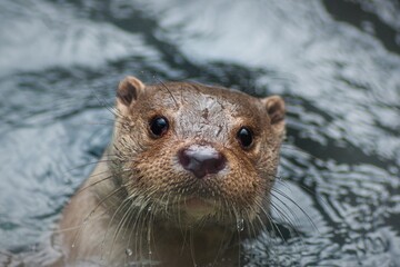 otter's head peeping out of water