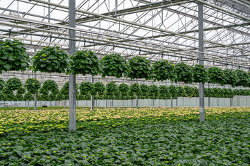 greenhouse with hydrangea plants 