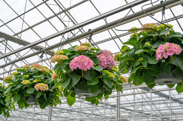 hydrangea in greenhouse