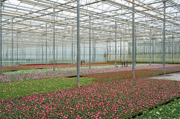Greenhouse with bedding plants