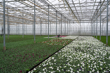 Greenhouse with bedding plants