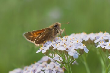 close-up Hesperia butterfly on white yarrow flowers