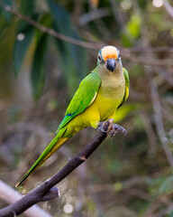 A Peach-fronted Parakeet also know as Periquito-rei perched on a branch in the middle of the woods. Species Eupsittula aurea. Animal world. Bird lover. Birdwatching. Birding.