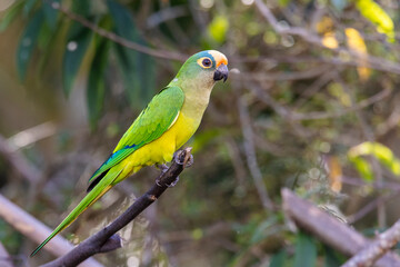 A Peach-fronted Parakeet also know as Periquito-rei perched on a branch in the middle of the woods. Species Eupsittula aurea. Animal world. Bird lover. Birdwatching. Birding.