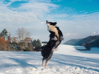 dog jumping in a snowy landscape