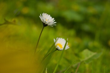 daisies in the field with a pointed foreground
