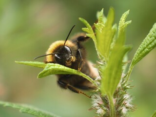 a bumblebee's look into the lens