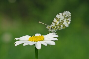 meadow white butterfly on a daisy