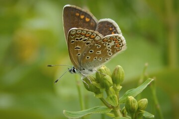 cute brown butterfly on a green plant