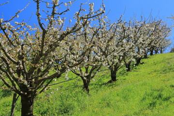 Cherry blossom gardens near the Italian small town of Vignola.