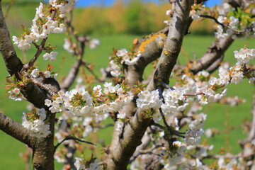 Sweet cherry blossoms under the Italian small town of Vignola.