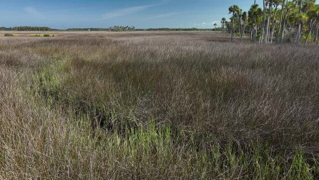 Florida Sawgrass on the ocean in Hernando Beach Florida.  Drone view flyover from above Blue sky sea view wetlands west Florida