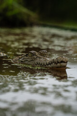 Swamp Crocodile