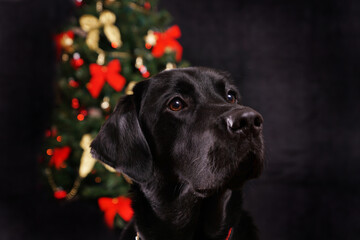 Black labrador, christmas themed background