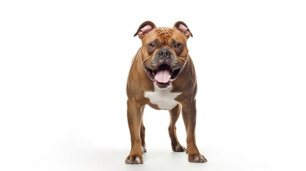 animal on the white Background strong dog pit bull generative ai
