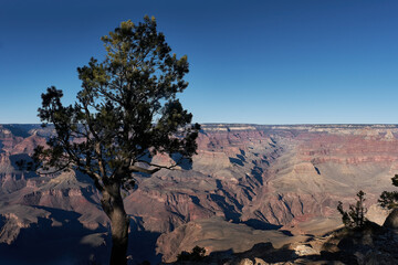 A lone tree against the majestic backdrop of the vast rocky formations of the Grand Canyon, Arizona, USA