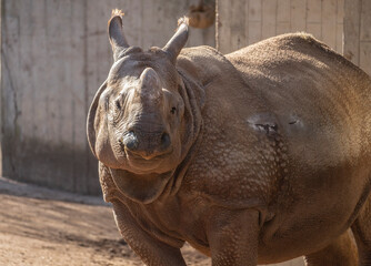 Close-up of an old rhinoceros looking straight ahead. 