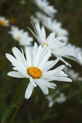 White daisies in the field.