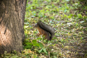 Naklejka na ściany i meble Squirrel in the park on Elagin Island in St. Petersburg in summer