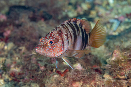 Painted comber in the Mediterranean Sea