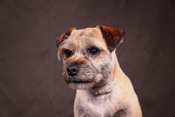 Border terrier isolated on grey brown background