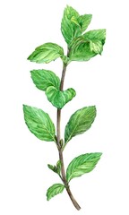 Branch of fresh mint on a white background. Watercolor botanical illustration. Ingredient for herbal tea, cocktail, dessert, mojito. Green leaves on a white background.