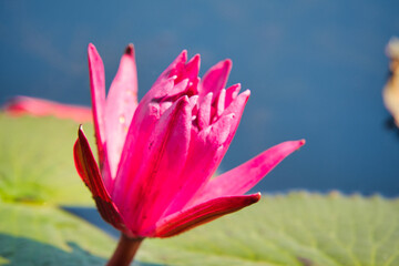 Obraz premium 湖一面に蓮の花が咲き乱れる美しい風景・タレーブアデーン タイ・ウドーンターニー Red Lotus, Thailand