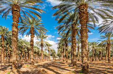 Plantation of date palms and wind turbines for green energy. Date palm is iconic ancient plant and famous food crop in the Middle East and North Africa, it has been cultivated for 5000 years - 587740866