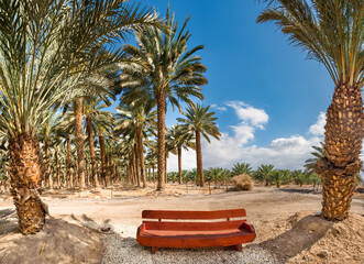 Resting place among plantation of date palms intended for healthy food production. Dates production...