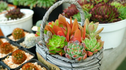 1cattus&succulent