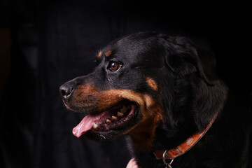 Rottweiler dog black and tan against black background smiling with tongue out 