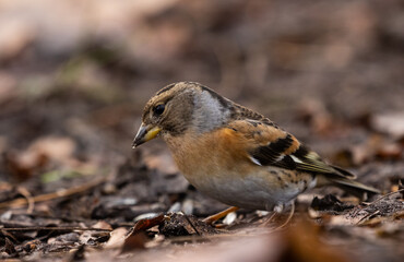 Bergfink (Fringilla montifringilla) in einem Waldstück , in Brandenburg 