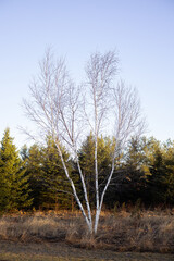 Birch Trees at Golden Hour