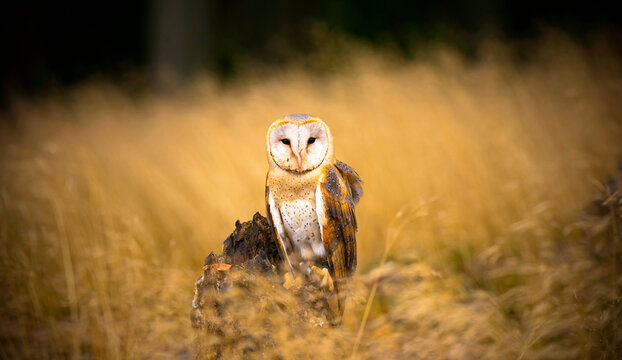 A barn owl and Tyto alba sits and looks for food.