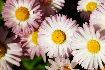 The flowering of daisies on a bright sunny day.