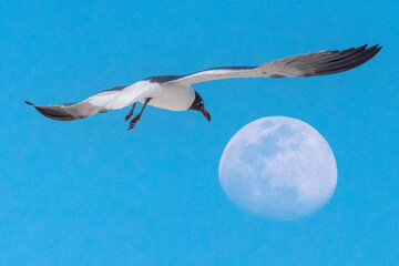 Seagull Soaring With Moon in Background