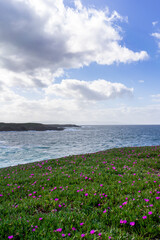 flowers on the beach