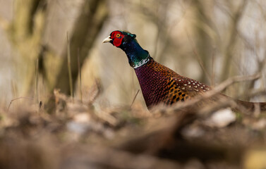 Fasan (Phasianus colchicus)  in einen Waldstück , in Brandenburg 