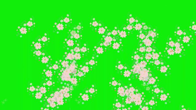 flower animation with green screen, perfect for sales ads, movies, slides, intros, templates, video effects, etc.
