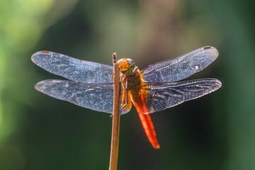 A dragonfly is a flying insect belonging to the infraorder Anisoptera below the order Odonata