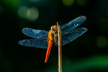 A dragonfly is a flying insect belonging to the infraorder Anisoptera below the order Odonata