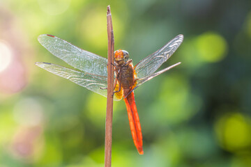 A dragonfly is a flying insect belonging to the infraorder Anisoptera below the order Odonata