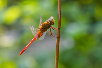 A dragonfly is a flying insect belonging to the infraorder Anisoptera below the order Odonata
