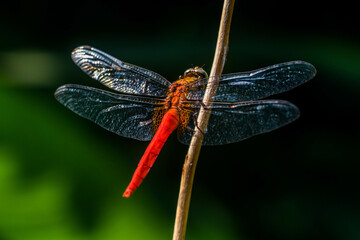 A dragonfly is a flying insect belonging to the infraorder Anisoptera below the order Odonata