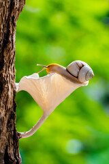 Amphidromus is a genus of tropical air-breathing land snails, terrestrial pulmonate gastropod mollusks in the family Camaenidae