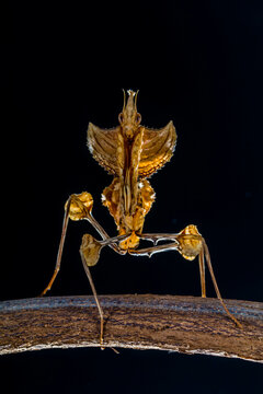 Phyllocrania paradoxa, common name ghost mantis, is a small species of mantis from Africa remarkable for its leaf-like body