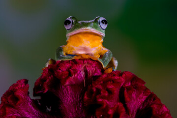 Wallace's flying frog (Rhacophorus nigropalmatus), also known as the gliding frog or the Abah River...