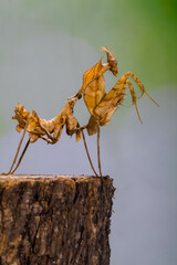 Phyllocrania paradoxa, common name ghost mantis, is a small species of mantis from Africa remarkable for its leaf-like body