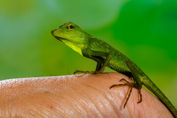 Fototapeta premium The lizards were introduced to Singapore from Malaysia and Thailand in the 1980s. In Singapore, they are a threat to the native green-crested Lizard